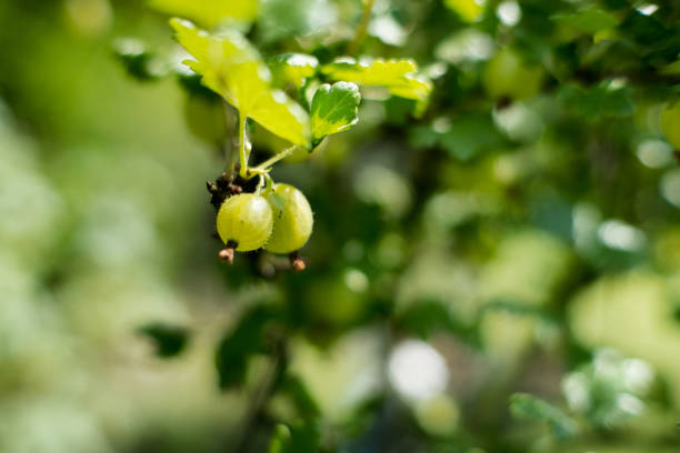 Garden gooseberry, sour fruit hanging on a bush.