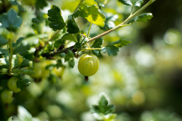 Garden gooseberry, sour fruit hanging on a bush.