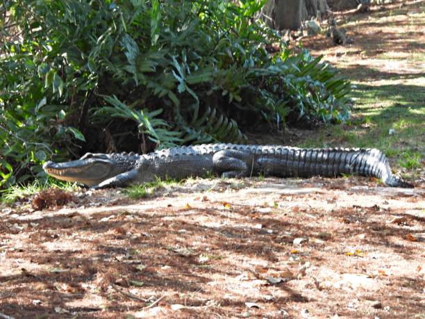 istock American Alligator (Alligator mississippiensis) -  resting in the grass showing teeth 2188880963