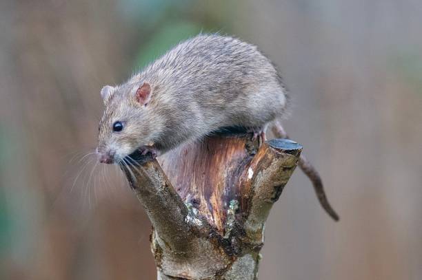 istock Brown rat perched balancing on top of a post 2188881204