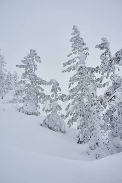 istock Snow-covered cedar trees completely shrouded in snow 2188883427