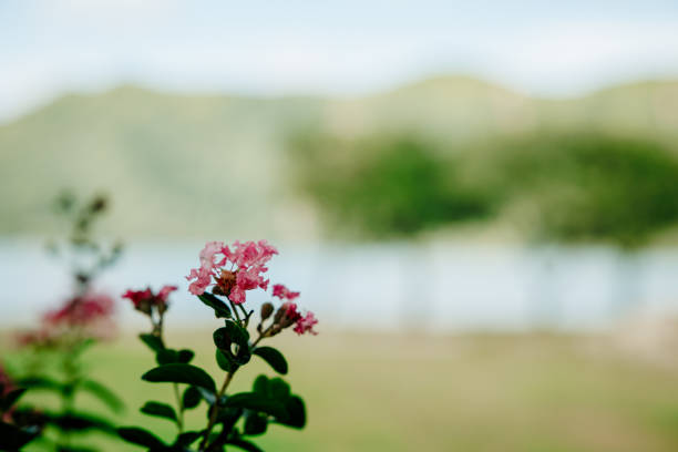 Cute and small pink flowers with green leaves, nature, blurred background.