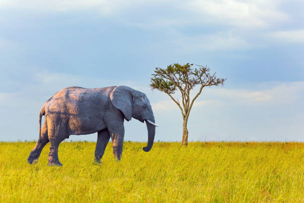 istock Cloudy morning on the prairie 2188885349