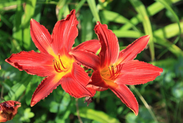 istock Two bright red lilies on a blurred green background 2188887173