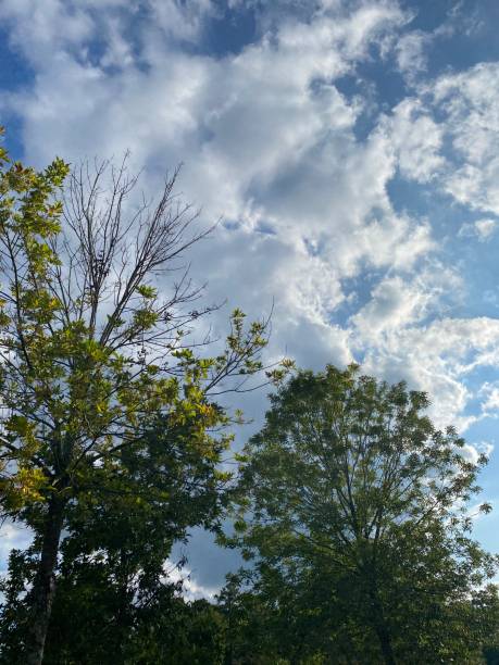istock Tree Poses, Nature, and Skyscapes 2188888771