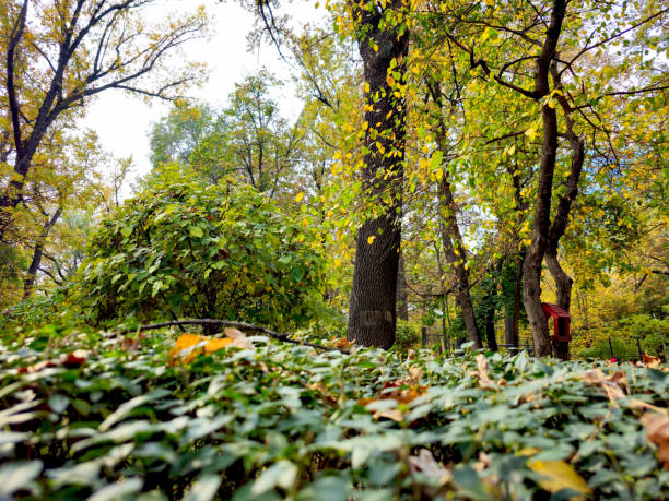 Beautiful autumn landscape in the city park. Colorful autumn trees in the park. Red bird feeder on a tree in the distance.