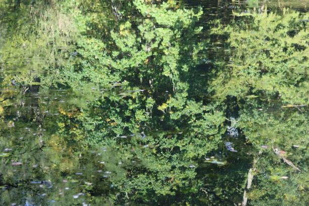 Green reflections in a woodland river in summer