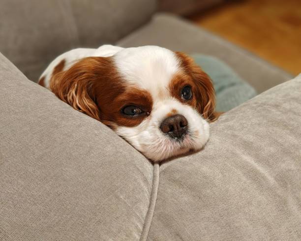 istock Cavalier king charles spaniel calmly looking from the sofa 2188890208