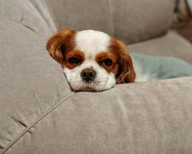 istock Cavalier king charles spaniel calmly looking from the sofa 2188890218