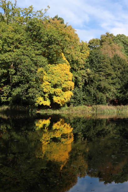 istock Bright yellow sycamore reflected in a lake in autumn 2188890266