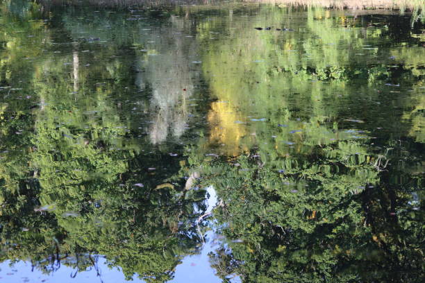 istock Green reflections in a woodland river in summer 2188890313
