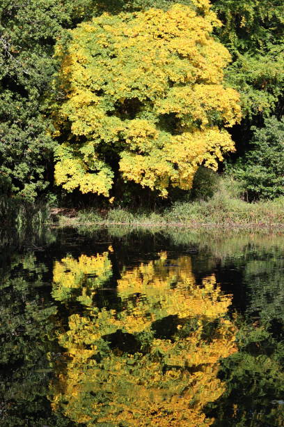 Bright yellow sycamore reflected in a lake in autumn