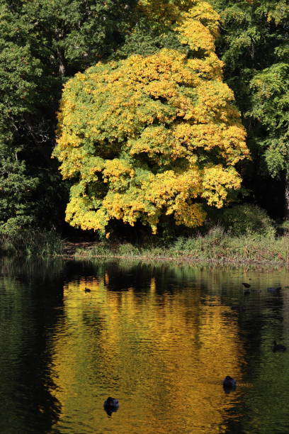 Bright yellow sycamore reflected in a lake in autumn