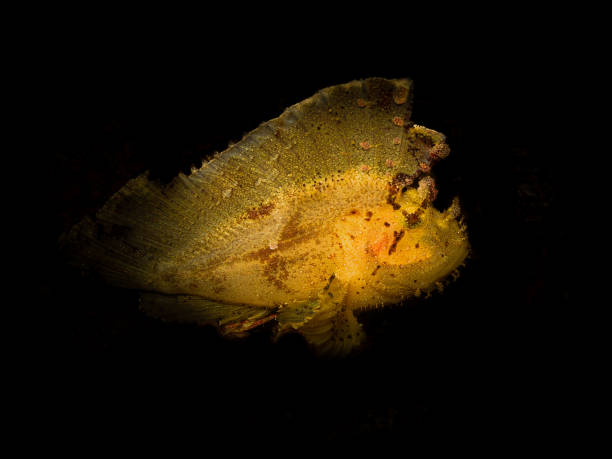 Underwater Red Scorpionfish fish deep in sea Sea life Mediterranean sea Scorpaena scrofa Scuba diver point of view
