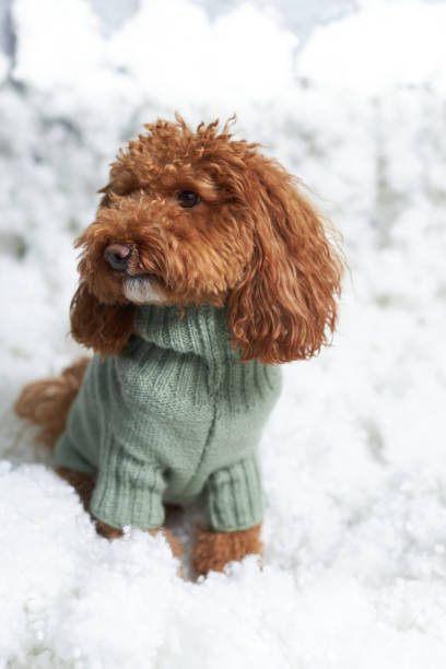 studio shot of a toy poodle dog wearing warm suits on white background