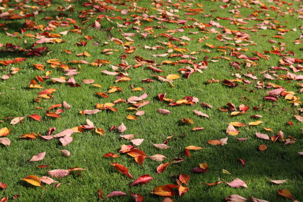 istock Yellow, gold and brown autumn leaves lying on grass 2188893022