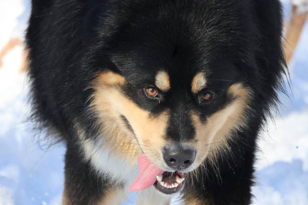 A Bernese mountain dog Alaskan malamute mix pulling a dog sled.