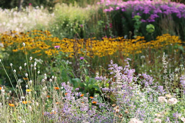 istock Colourful flower beds in a garden in summer 2188893055