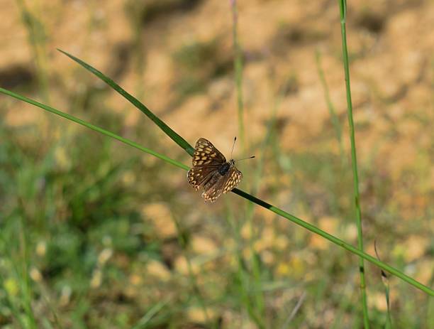 istock Duke of Burgundy butterfly (Hamearis lucina ) ( FR : Lucine) 2188893125