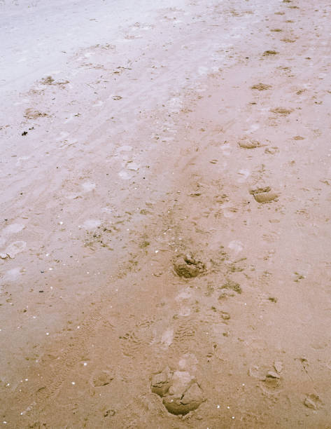 istock Yellow fine sand grain texture and horse footprint background 2188894356