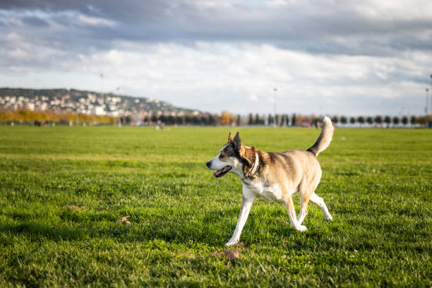 Domestic dog is running on the grass in nature.