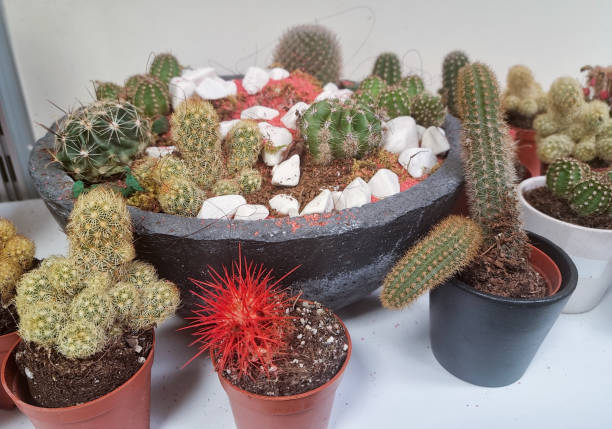 Cacti in small pots market