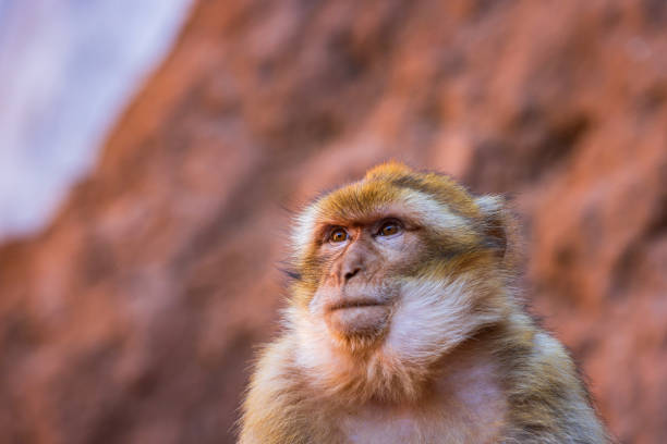 barbary ape in Marocco's Atlas mountains; Ouzoud, Marocco