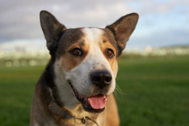 cute puppy portrait. dog smiling. Pet in nature