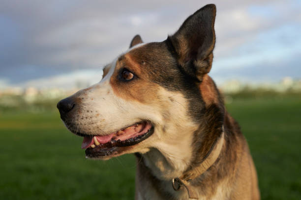 dog in action