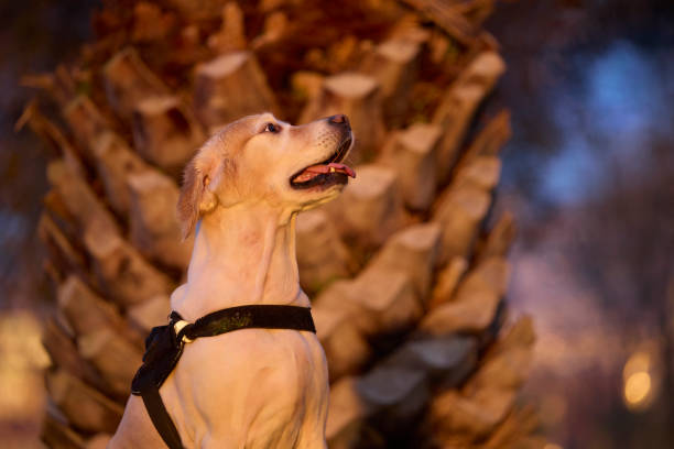 dog in action