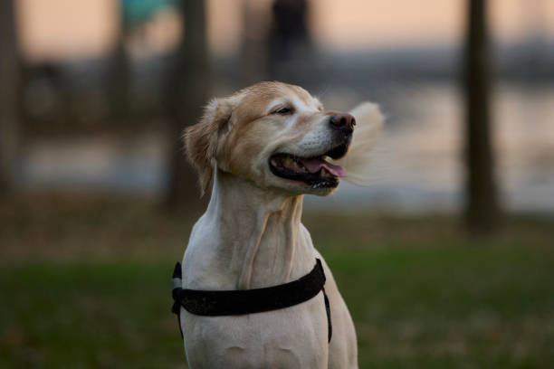 dog in action
