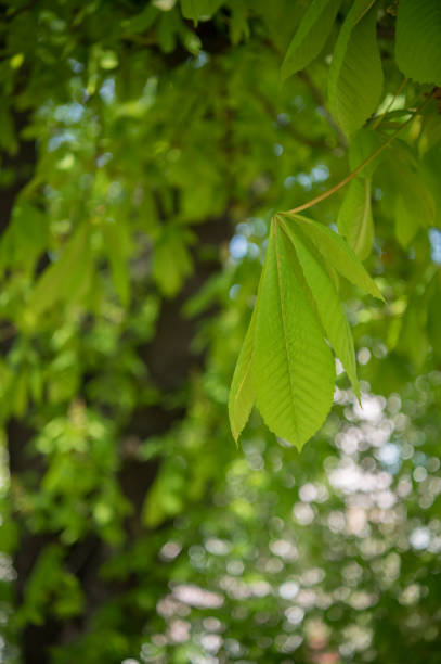 Chestnut tree close up