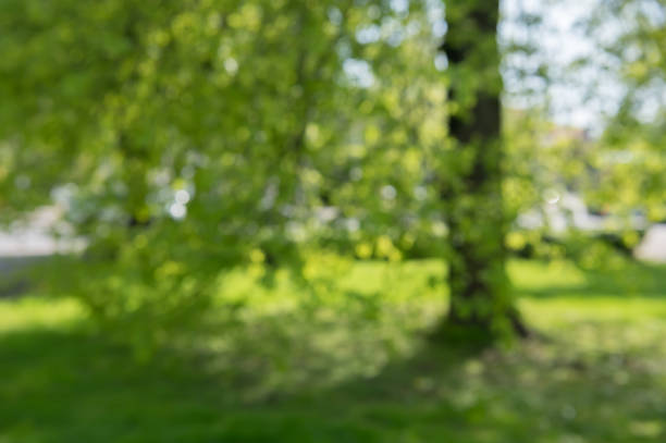 istock Blurred background of tree and green grass 2188895560