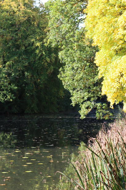 istock Trees with fall foliage overhanging a pond in autumn 2188896001