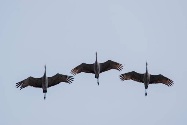 istock Sandhill Crane Trio 2188897053