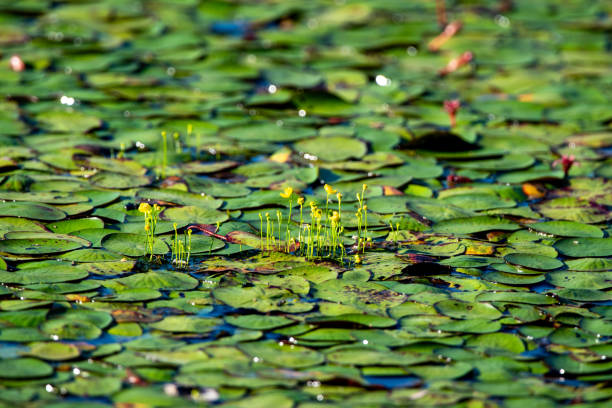 Flowering bladderwort in a pond full of lily pads