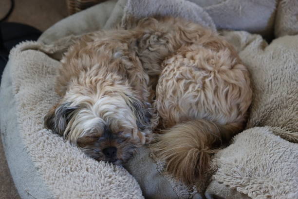 istock Small dog in a dog bed 2188898520