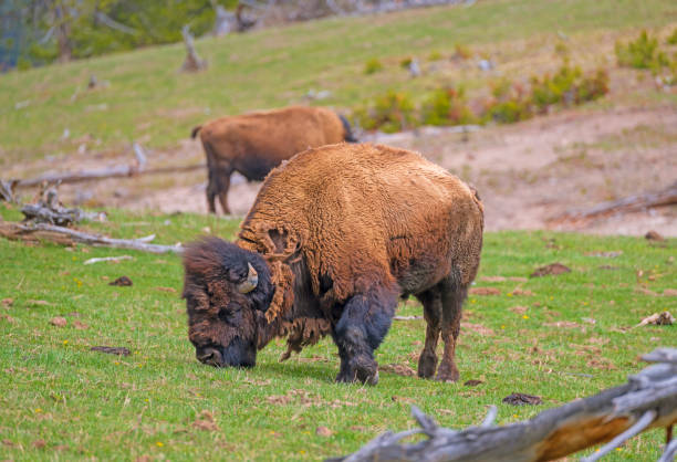 istock Bison Grazing in a Mountain Meadow 2188900480