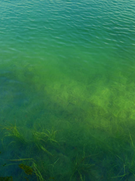 green waters with aquatic algae useful as a background. Underwater oceans. Emerald green water. Water texture pattern