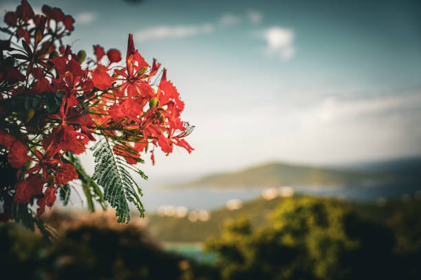 High view shot from the mountains of Sea Cow Bay in the island of Tortola, British Virgin Islands on a mostly sunny day with clouds giving dappled light on the ocean