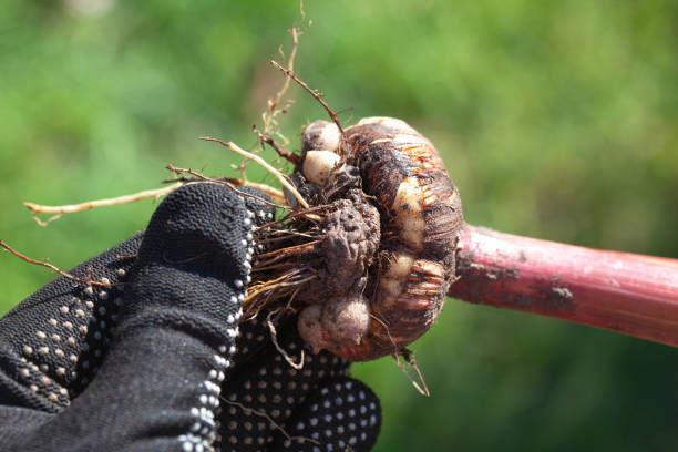 A gardener digs up gladiolus bulbs in the fall.