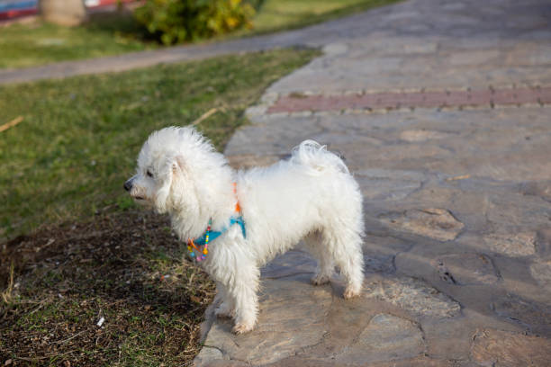 cute dog at outside
