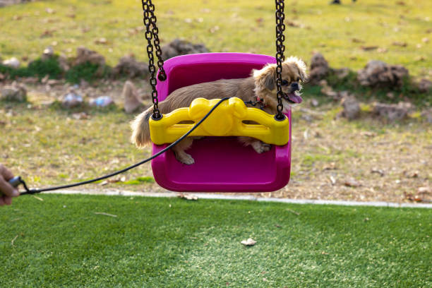 Something quite curious is that the movement of the swing, of a pendulum and of a spring are all simple harmonic movements