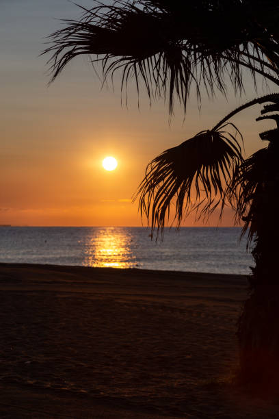 istock Sun rising above the sea with a palm tree at the foreground 2188908608