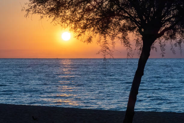 istock Sun rising above the sea with a tree at the foreground 2188909331