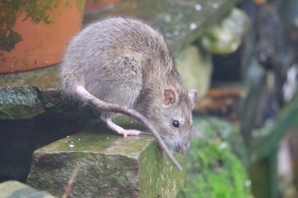 istock Brown rat rodent balancing on concrete blocks and rocks 2188909856