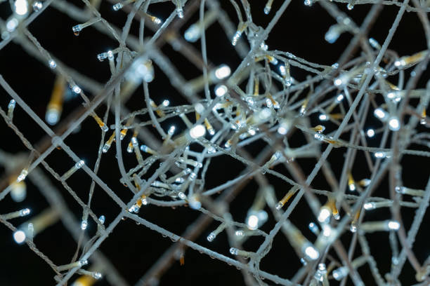 Delicate strings of twinkling lights intertwine to form an enchanting display, illuminating the darkness with their soft, warm glow during a serene evening.