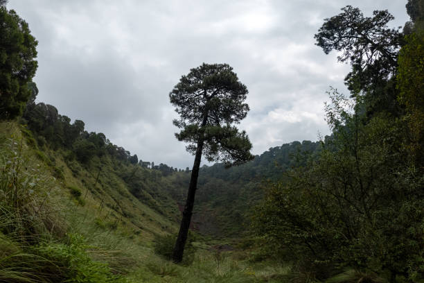 A distinctive tree rises prominently in a green valley surrounded by hills and dense foliage. The landscape is characterized by rolling terrain, vibrant vegetation, and an overcast sky. The scene evokes a sense of solitude and tranquility, inviting contemplation amid nature beauty.