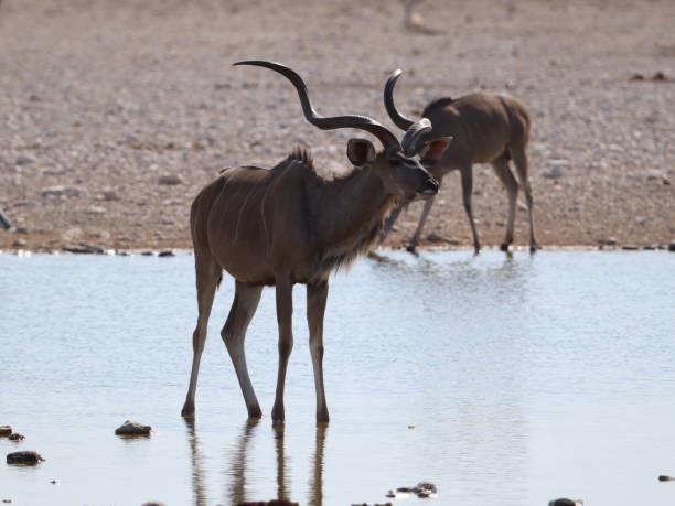 istock Kudus in the waterhole 2188911039