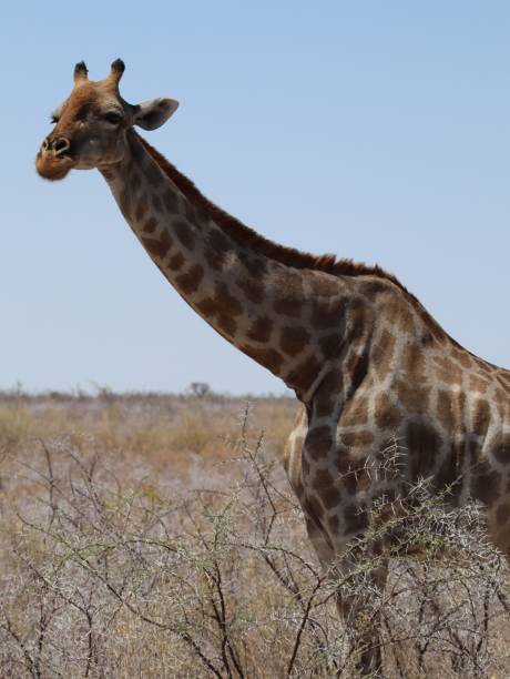 istock Giraffe looks out above the flora 2188911074